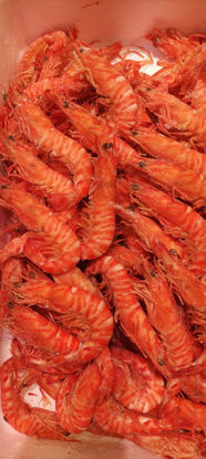 Imagen de Langostino Tigre cocido