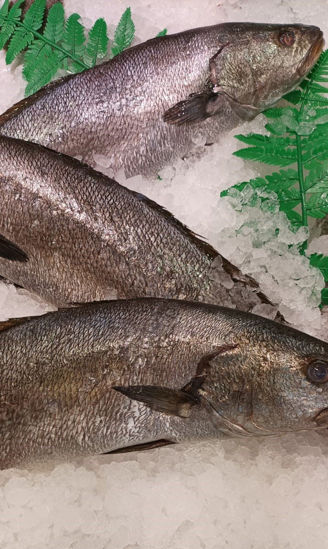 Imagen de Corvina